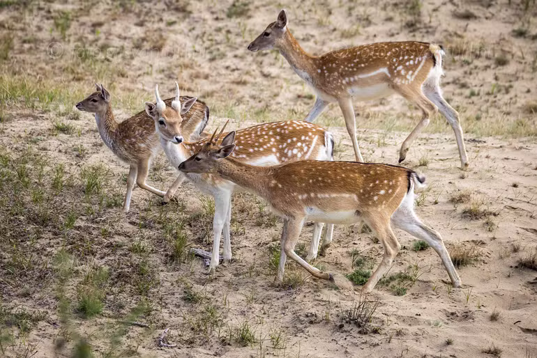 2021 08 13 Amsterdamse waterleidingduinen